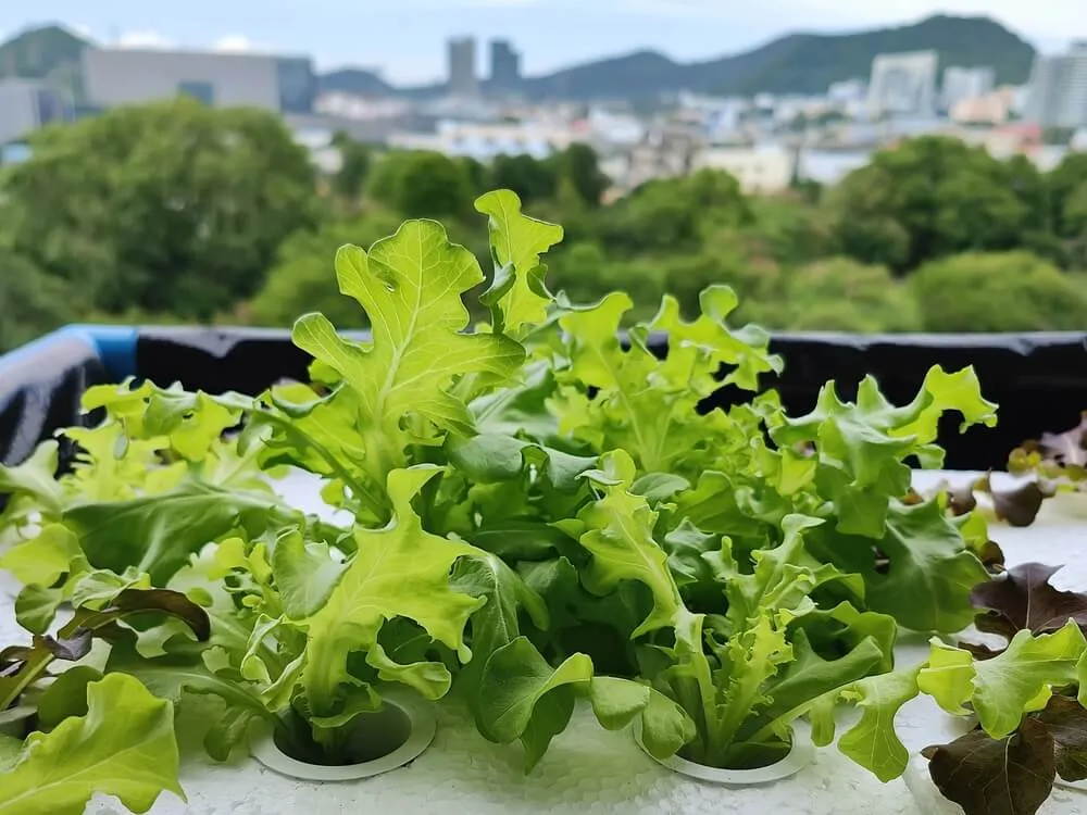 ไอเดียปลูกผักสลัดในคอนโด ชีวิตเฮลท์ตี้บนอาคารสูง